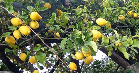 How To Grow An Endless Supply Of Lemons Using Only 1 Seed