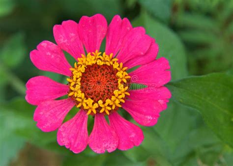 Close Up Of One Bright Magenta Zinnia Flower Stock Photo Image Of