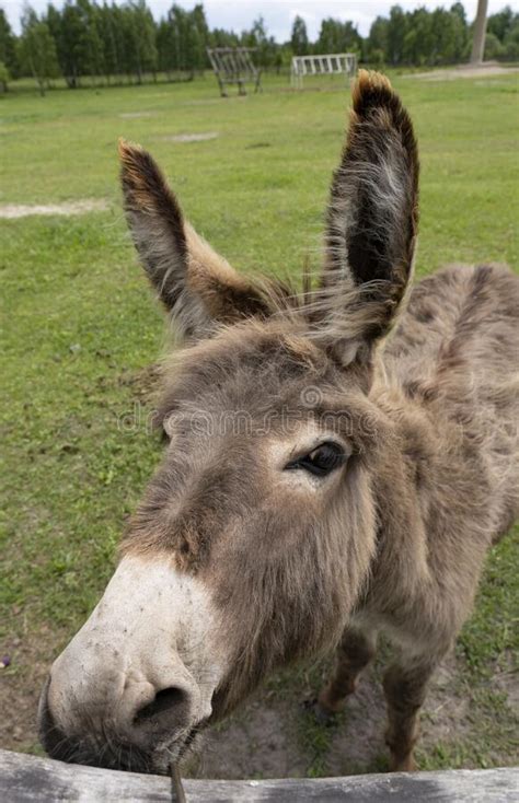 Portrait Of A Donkey With Big Ears Grazing In A Corral Stock Photo