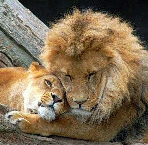Pin By Kim Defreese On Amazingmammalsbigandsmall Lion Love Wild Cats