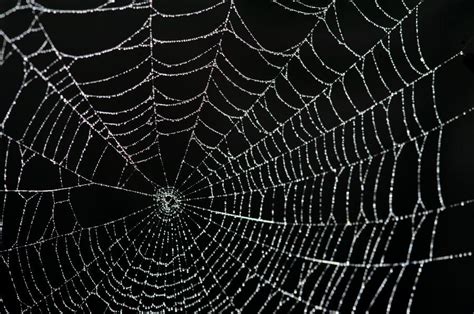 64 Spider Web Background Wallpapersafari