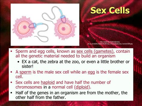 ppt unit 6 genetics introduction powerpoint presentation free download id 6742145