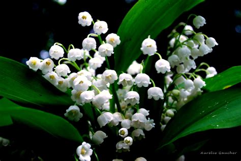 (éqéq np lɐɔɔnq ʇǝnƃnɯ ǝl). PZ C: bouquet de muguet