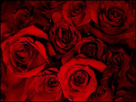Blood Red Roses By Larashphotography On Deviantart