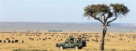 Maasai Mara National Reserve Kenya Game Reserves