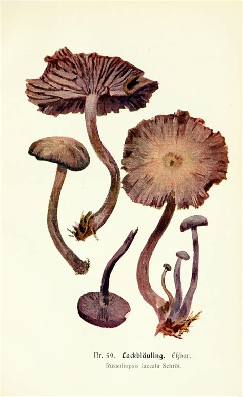 Scientific Illustration Wapiti3 Edible And Poisonous Mushrooms Of The