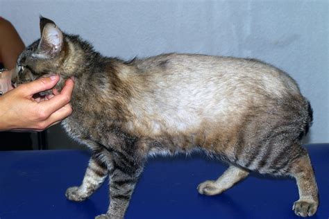 Fisher Cat With Mange