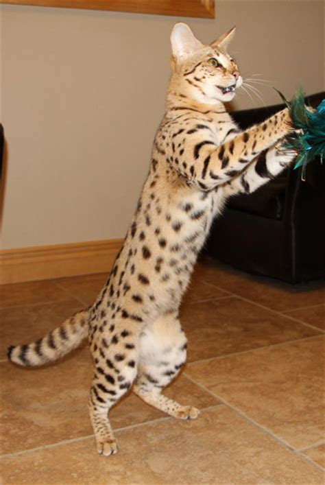 This is a number, preceded by f, that indicates how. F1 Serval Queen | Savannah Cat Breed