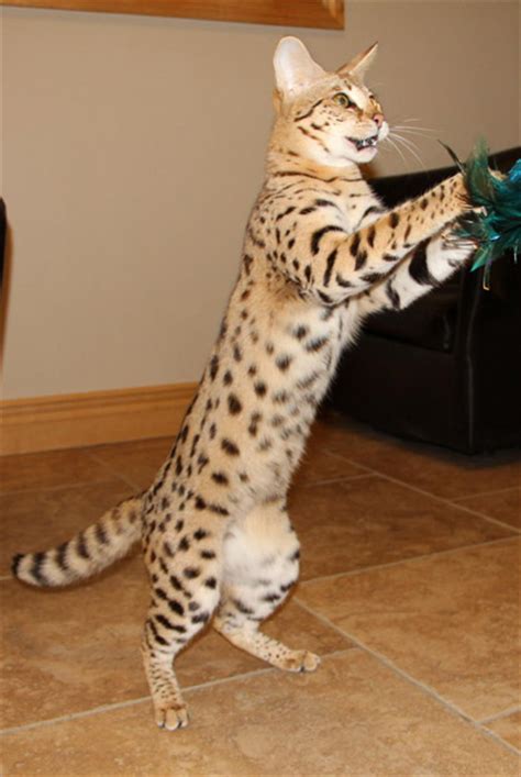 No, savannah cats are not illegal in missouri. F1 Serval Queen | Savannah Cat Breed