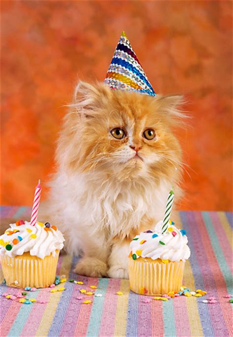 Birthday Party Animal Stock Photos Kimballstock