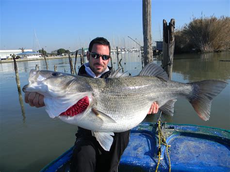 Big Fishes Of The World Bass European Dicentrarchus Labrax