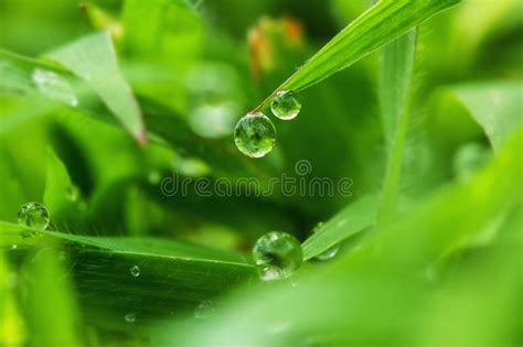 Green Grass With Dew Of Drops Stock Image Image Of Background