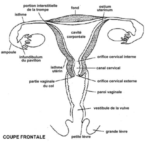 Rappels danatomie et de physiologie Lappareil génital féminin LABORATOIRE D HISTOLOGIE et