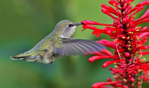 Margrethe Larsen Perennial Shade Plants For Hummingbirds 16