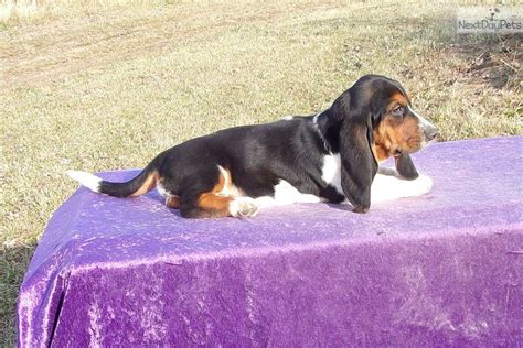 Basset Hound Mix Puppies For Sale In Pa Park Art