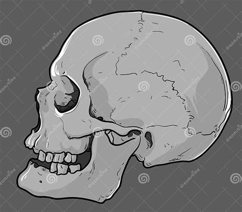 Human Skull Stock Vector Illustration Of Health Loss 41888555