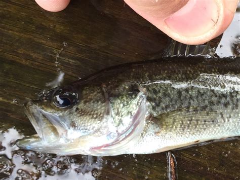 Spotted Bass Fishes Of The Upper Green River Ky · Inaturalist