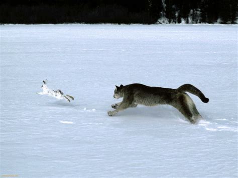 Cougar Chasing Prey Tiger Chasing Rabbit Craft Ideas Pinterest