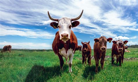 Livestock, farm animals, with the exception of poultry. 28 Innovative Livestock Farmers Who are Shaping the Future ...