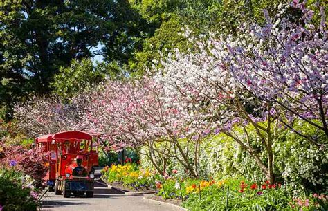 16 Beautiful Photos From Some Of Australias Spring Flower Festivals