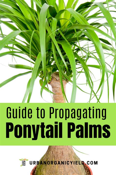 Regrowing and Propagating Ponytail Palms on Your Own | Plant care