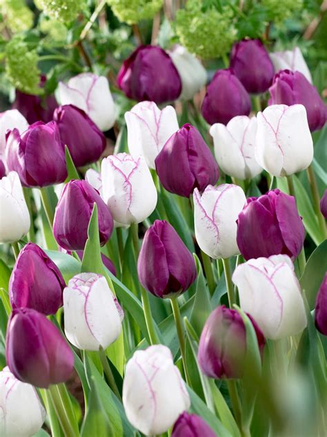 Tulip Purple Passion Collection Amazing Tulip Mixes Dutchgrown