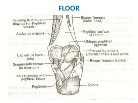 2 Popliteal Fossa