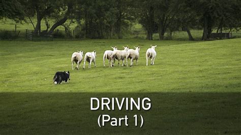 Teach Your Sheepdog To Drive Sheep Or Other Livestock