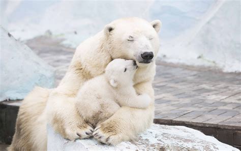 Cub Bear Animal Wildlife Day Mammal Winter Polar Bear One Animal