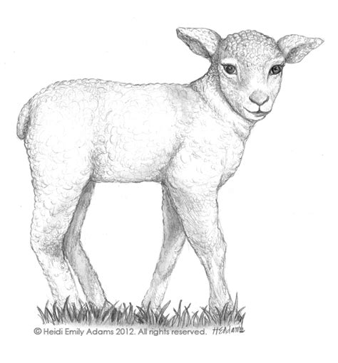 Lamb Sketch Templates
