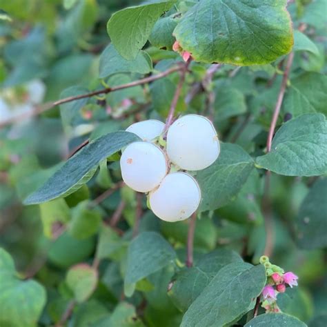 Snowberry A Native Of Britain That Will Grow Just About In Any Soil
