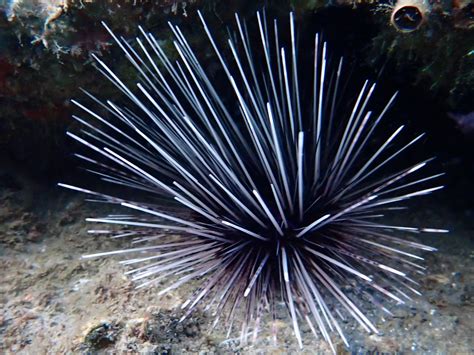 Long Spined Sea Urchin Diadema Antillarum Angari Foundation