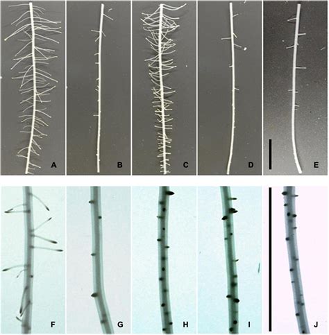 Frontiers Auxin Cytokinin Balance Shapes Maize Root Architecture By
