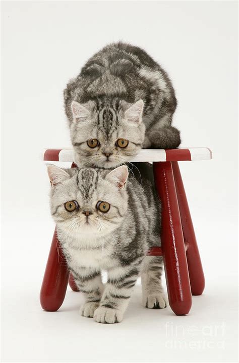 Kittens And Stool Photograph By Jane Burton