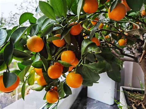 All About Growing Indoor Orange Trees Minneopa Orchards