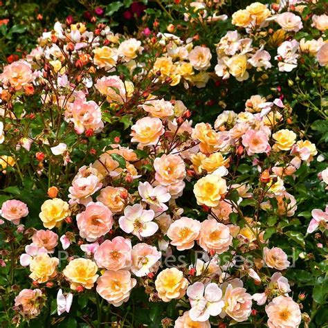 Amber Flower Carpet Procumbent Rose Peter Beales Roses The World
