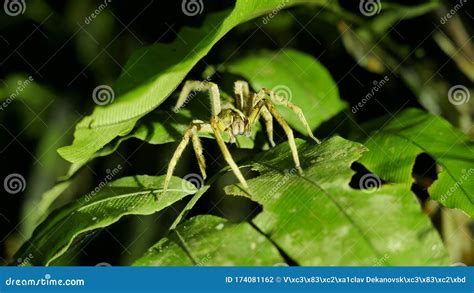 The Brazilian Wandering Spider In The Leaves In The Tambopata Natural