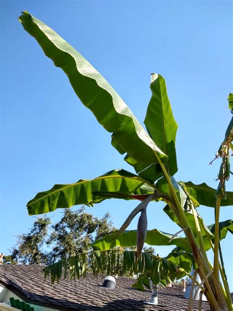 Banana Flower Stalk Emerging Blue Java Greg Alders Yard Posts Food