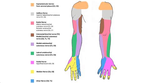 Schematic Representation Of The Sensory Innervation Of The Upper Limb