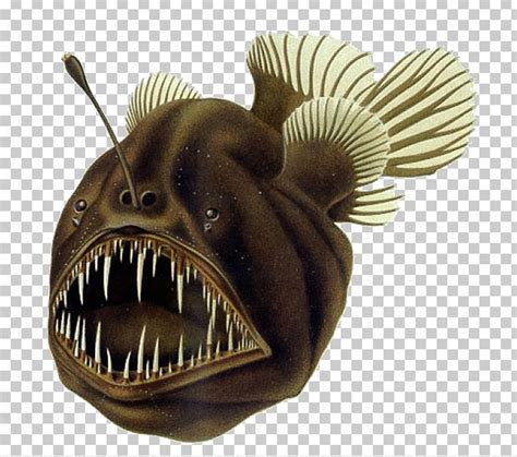 Black Seadevil Humpback Anglerfish Deep Sea Fish Png Clipart