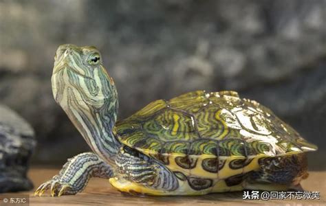 Check spelling or type a new query. 小烏龜吃什麼？有什麼適合小烏龜的食物？ - 每日頭條
