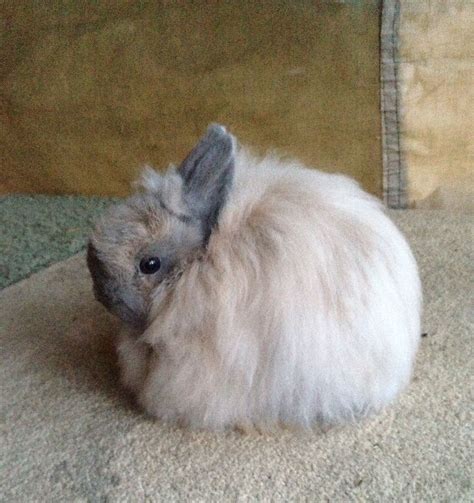 Dwarf Angora Rabbit