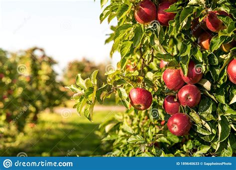 Fruit Trees Growing In Rows In An Orchard On Apple Farm Stock Image