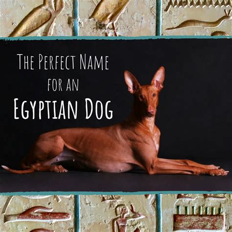 What Were Dogs Called In Ancient Egypt