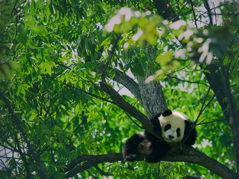 Facts About The Cute Cuddly Giant Pandas
