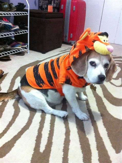 Tigger Rollz Dog Halloween Costumes Dog Halloween Beagle