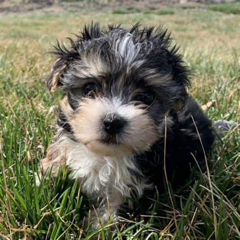 1 Morkie Puppies For Sale By Uptown Puppies
