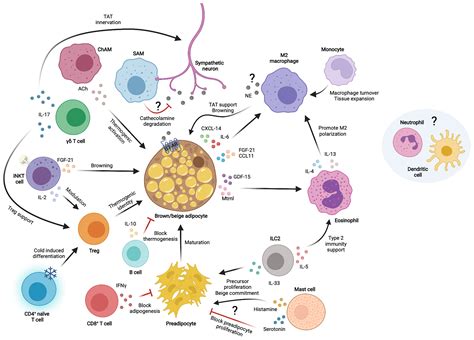 Frontiers Immune Cells In Thermogenic Adipose Depots The Essential But Complex Relationship