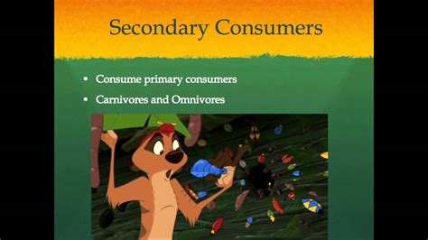 Lions are called the kings of the jungle, but they actually live in the savannahs and grasslands of africa and india. Food Chains: As Told By The Lion King - YouTube