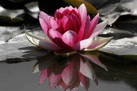 Lotus Flower Wallpaper ·① Wallpapertag